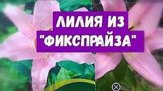 Луковица лилии Con Amore. Восточная лилия.