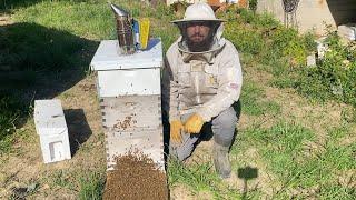 Building a Beekeeping Business from 6 Hives