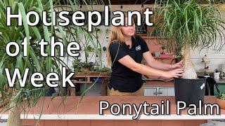 Ponytail Palm - Houseplant of the Week