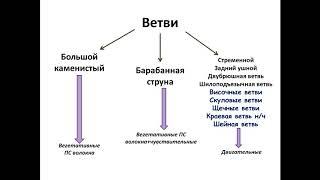 Лицевой нерв