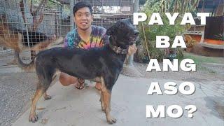 Vlog 181: BASIC TIPS PARA KUMAPAL/TUMABA ANG ASO #dogs #belgianmalinois #papsnikstv