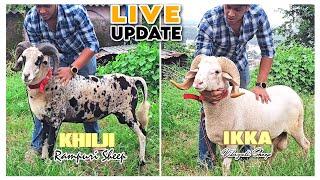 Live Update STAR GOATS FARM Asif STD 88798 09944 Mumbra Mumbai #mumbra