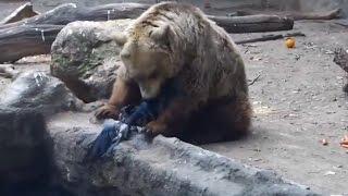 Медведь спас тонущую ворону / Bear rescued from drowning Crow [HD]