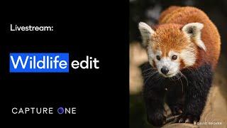 Capture One 21 Livestream: Quick Live | Wildlife Edit