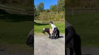 Pump it up trend with Black and Jack️ #shortsvideo #horse #pony