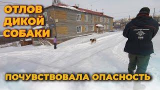 Отлов дикой собаки в приют для животных