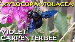 Violet Carpenter Bee in our garden Xylocopa violacea