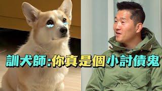 柯基每晚監視主人，夫妻倆幾乎崩潰，訓犬師用妙招化解恩怨，竟意外發現個武學奇才