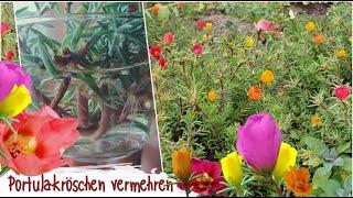 Stecklingsvermehrung und Aufbewahren von Saatgut | Portulakröschen | Portulaca grandiflora