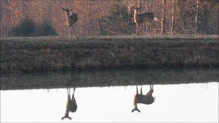 Farm Vlog Kapper Outdoors Illinois homestead 02-04-19