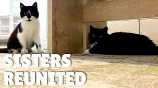 Kitten life of Uni and Nami | Part 4 | Nami is rescued and reunited with Uni