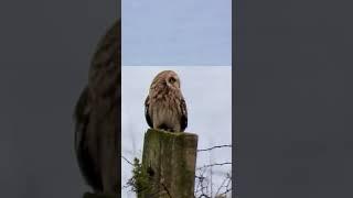 Adorable Short-eared Owl & Barn Owl