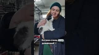 Никто не верил в Котану