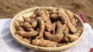 남영제약영농조합(ENGLISH) | KOREA HEALTH FOOD | 무주남영제약 | MUJU