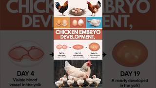 Chicken Egg Embryo Development #shorts