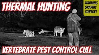 Thermal Hunting Vertebrate Pest Control Cull || Thermion 2 LRF XL50 || 308Win WT25 Rifle