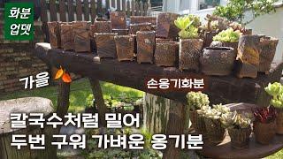 사이즈별️한번쓰면 계속 쓰게 된다는 옹기분유행을 타지 않아 오~래 쓴다는 ..수제분 《다육식물》