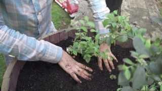 How to grow fresh greens in containers