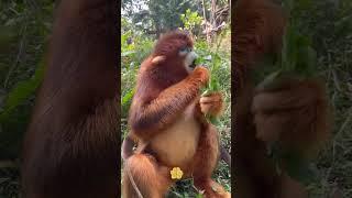 The golden snub nosed monkey looks so cute and good looking not popular #golden snub nosed monkey #c