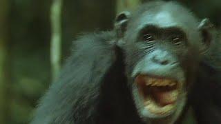 Chimps Set Up an Ambush for Monkeys | Trials Of Life | BBC Earth