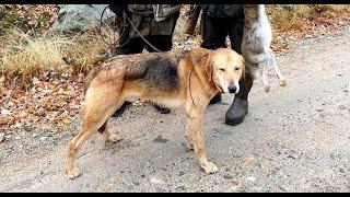 Русская гончая Мажор вл. Попов В.Б.