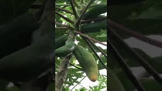 ПАПАЙЯ ЛИМОНАРИЙ Ботанический сад Минск Беларусь Цитрус // Belarus Minsk Botanical garden PAPAYA