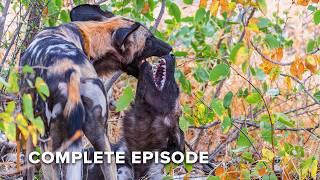 Pack vs Pride | Wild Dogs S2 - FULL SEASON MARATHON