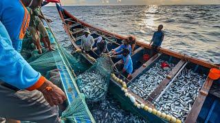 Amazing‼️THE BIGGEST CATCH EVER!! Billions of Mackerel Fish Caught in Single Day! WOW