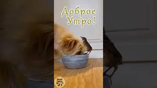 Доброе утро! Хорошего дня!
