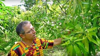 Top Working // Grafting Mangos w/ Dr. Richard Campbell