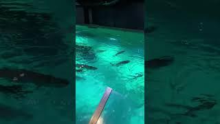Peces de paseo !
