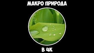 Макро природа в 4К