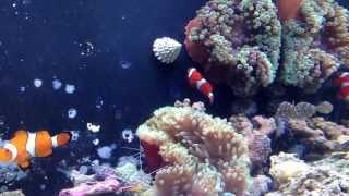 Bubble anemone and Ocellaris Clowns for Shawn Nixon.