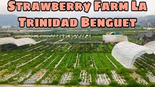 Strawberry Farm Tour||LA Trinidad Benguet||Travel Vlog||Angie Besano