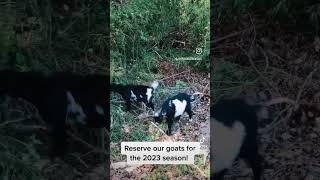 Renting goats for land clearing in 2023!