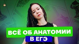 Все об анатомии в ЕГЭ | Биология ЕГЭ 2022 | Умскул