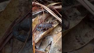 Guess what I found under this piece of bark?! #wildlife #creepy