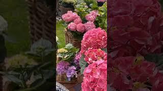 Beautiful Bloom | Nature’s Charm | Explore Nature with Fayza #song #arijitsingh #music #bollywood