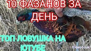 ЛУЧШАЯ НА ЮТУБЕ ЛОВУШКА НА ФАЗАНА. САМАЯ ТОПОВАЯ ЛОВУШКА НА ПТИЦУ