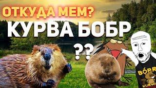 Бобр Курва - Откуда Мем? История Мема - Курва Бобр