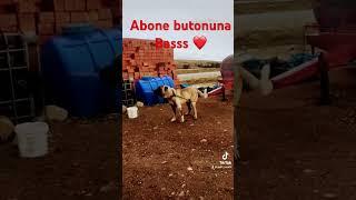 Aslan karabaş️ #kangal_tr #beraz #keşfet #music #güvercin #youtube #animal #kangal #köpek #dog #dog