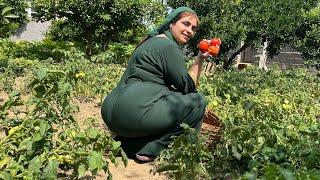 Picking tomatoes and cooking tomato pasta in the village