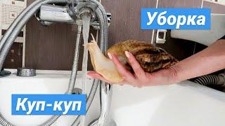 КУПАЮ ВСЕХ СВОИХ УЛИТОК || ГЕНЕРАЛЬНАЯ УБОРКА КОНТЕЙНЕРОВ УЛИТОК