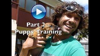 Doggy Dan Video 2  -  Puppy Training