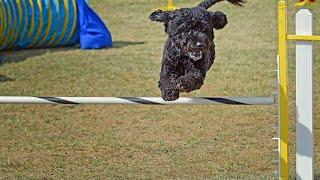 Training Your Portuguese Water Dog: Basic Commands