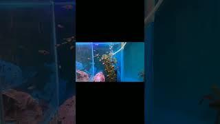 Fish Shopping in India / Delhi Fish Aquarium Market / Call 9717834073 #shorts #viral #trending 347