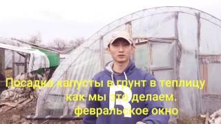 Посадка ранней капусты чамп, кевин, фарао в парник под агроспан. Февральское окно. Как мы это делаем