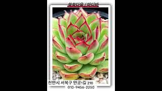 쑥쑥다육에서 자라는 다육이들, 같이 구경해요#다육이숏츠 #쑥쑥다육 #다육이키핑장 #다육이하우스 #다육이소개 #천안다육이 #다육이키핑장