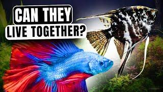 Can Angelfish And Bettas Live Together in Harmony?