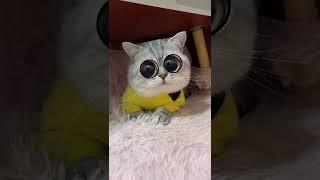 Do u know how to do this?#funny #vivavideo #pets
